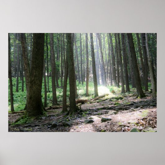 Ray of Hope 36 x 24 Poster (Devant)