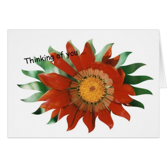 Rayon de soleil de Gazania (Devant Horizontal)