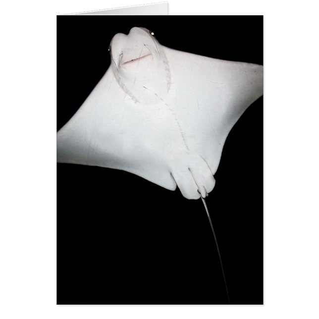 Rayon souriant (Devant)