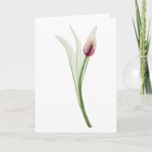  Rayon X: carte pour notes Tulip (Devant)