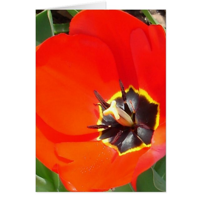 Rayons de capture (Devant)