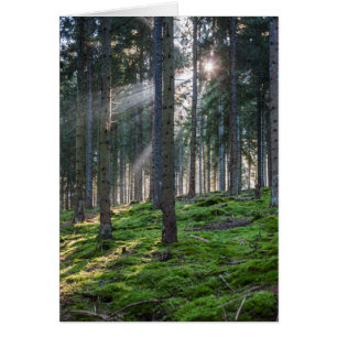Rayons de soleil dans la Forêt-Noire