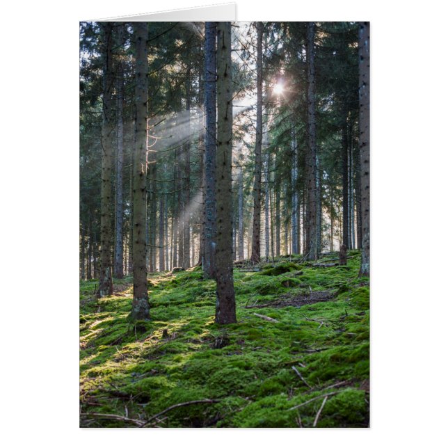 Rayons de soleil dans la Forêt-Noire (Devant)