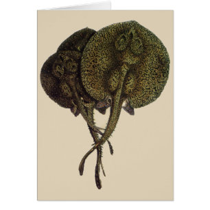 Rayons vintages, Animaux de la vie marine