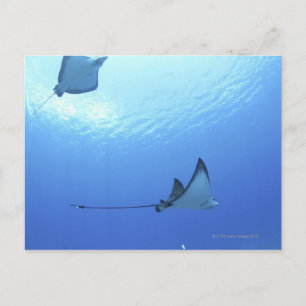 Rays zwemmen, Saipan, Noordelijke Marianen Briefkaart