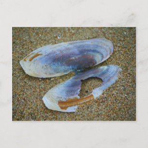 Razor Clam Shell, Oregon Briefkaart