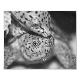 Razorback Muskschildpad, foto-afdruk Foto Afdruk
