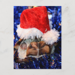 Razorbacked Muskschildpad, Santa Hat over kop Feestdagenkaart