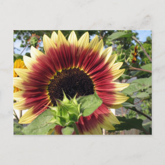 Razzmatazz Sunflower Briefkaart