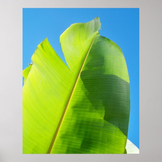 Reaching for Sun Poster (Voorkant)