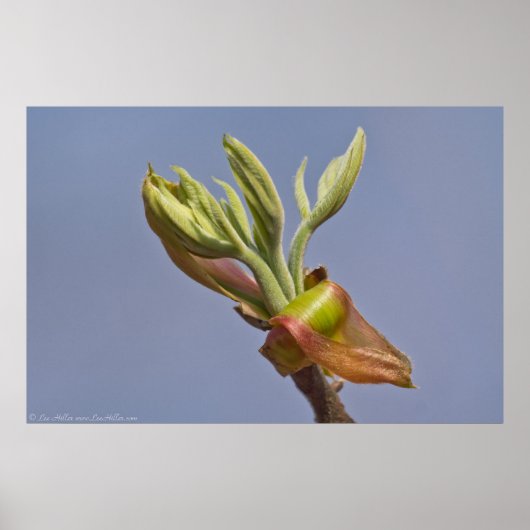 "Reaching" Spring Leaves Unfuring Poster (Voorkant)