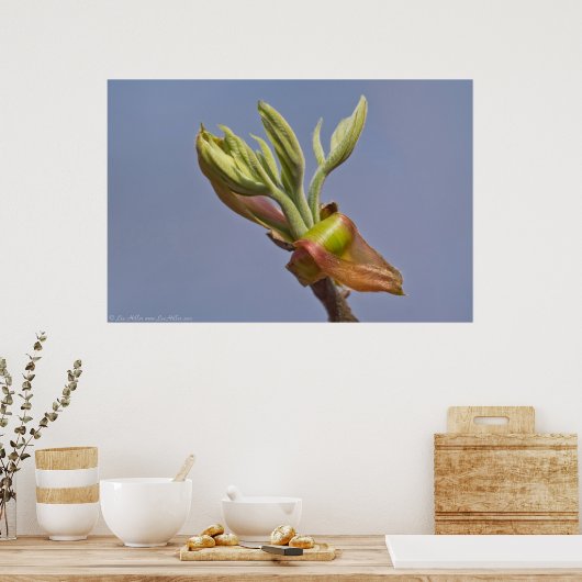 "Reaching" Spring Leaves Unfuring Poster (Keuken)