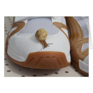 Ready For Snail Racing