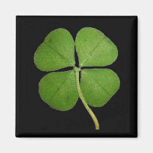 Real 4 Leaf Clover Shamrock Black Magneet
