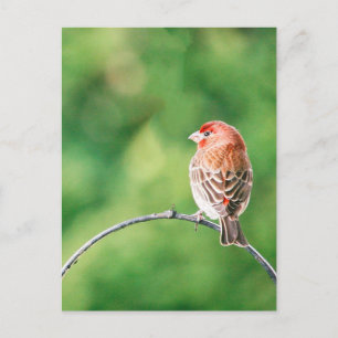 Real Photo House Finch Natuur Bird Briefkaart