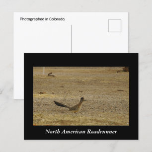 Real Roadrunner Briefkaart