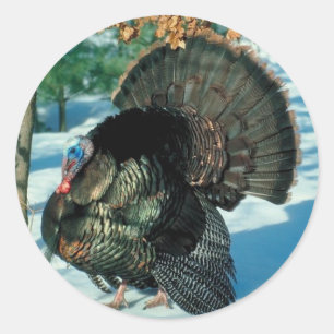 Real Turkey Photo Winter Snow Ronde Sticker