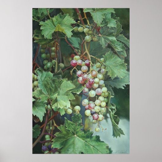 Realistic Grape Vine with Leaves – Fine Art Poster (Voorkant)