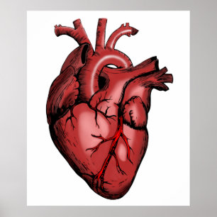 Realistisch Anatomisch Afbeelding van het hart Poster