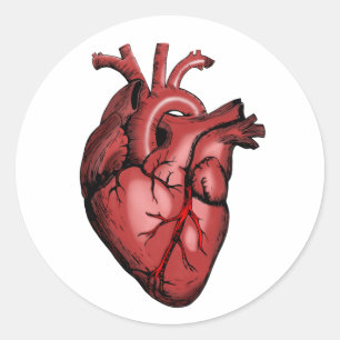 Realistisch Anatomisch Afbeelding van het hart Ronde Sticker