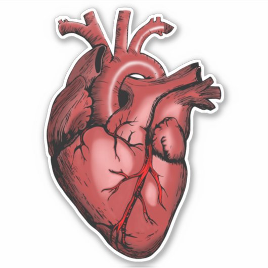 Realistisch Anatomisch Afbeelding van het hart Sticker (Voorkant)