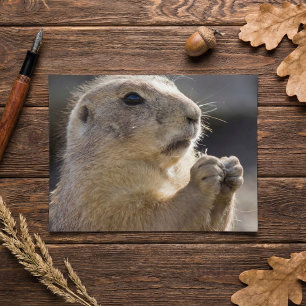 Realistisch Natuurlijk Profiel Bosmarmot Pootjes O Briefkaart