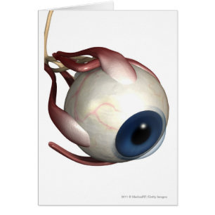 Realistische weergave van de spieren van het oog