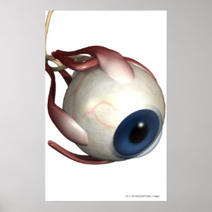 Realistische weergave van de spieren van het oog poster