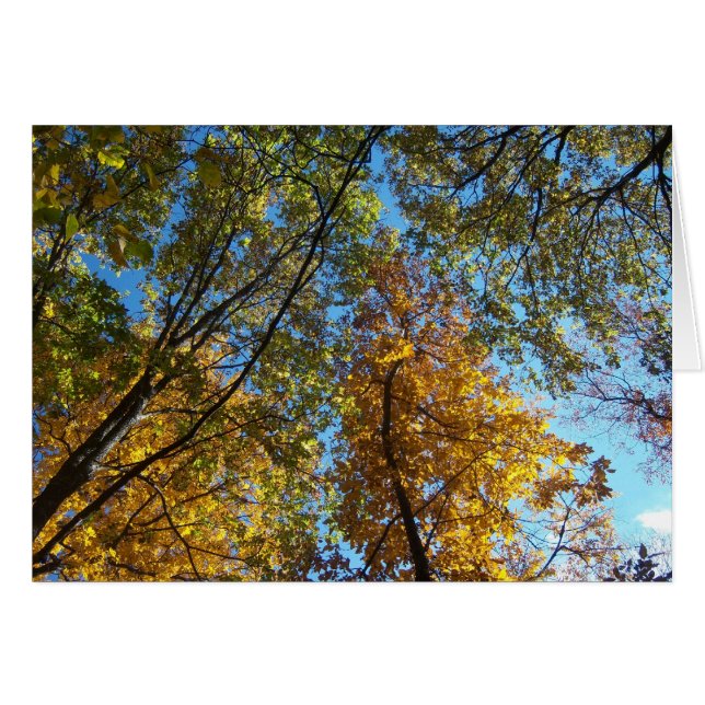 Recherche (Devant horizontal)