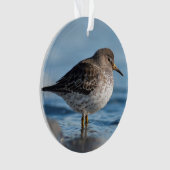 Recherche de Bécasseau (devant)