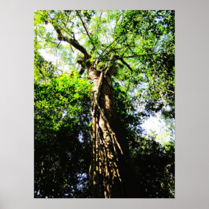 Recherche d'un grand arbre dans la forêt - Poster