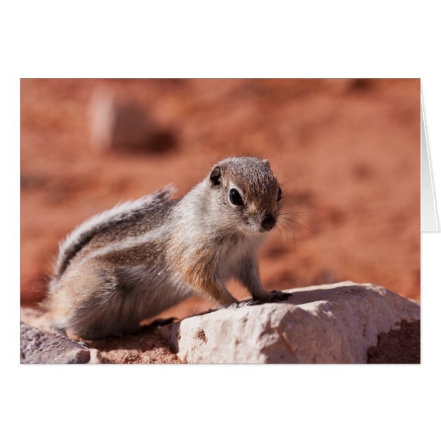 Recherche optimiste (Devant horizontal)