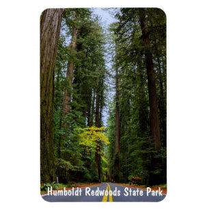 Rechtstreekse weg door Misty Redwood Forest Magneet