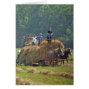Récolte de foin d'Amish