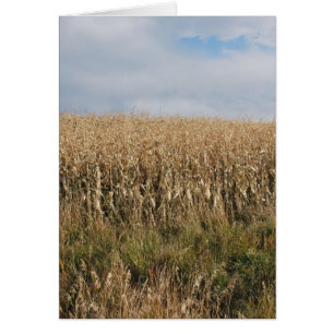 Récolte de maïs d'automne