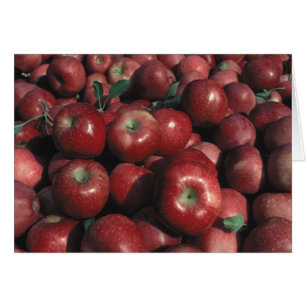 Récolte de pommes Red Delicious
