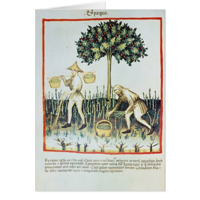Récolteuses d'asperge, 13ème siècle (Devant)