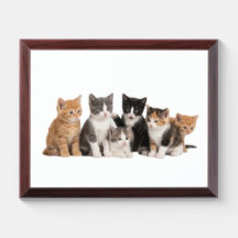 Groupe de chatons mignons et duveteux Autocollant