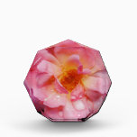 Récompense Pink Rose w/ Dew Drops Black Background<br><div class="desc">Rose rose avec gouttes de pluie Arrière - plan noir Apportez la beauté de la nature à toutes les occasions spéciales avec cette Rose rose populaire, Parfait pour les fiançailles mariage, fêtes de mariée, anniversaires, anniversaires, fêtes de jardin Ajouter un texte sur Produits. Tout est entièrement personnalisable. Pour ajouter/modifier le...</div>