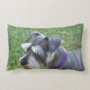 Rectangle Coussin de Schnauzer