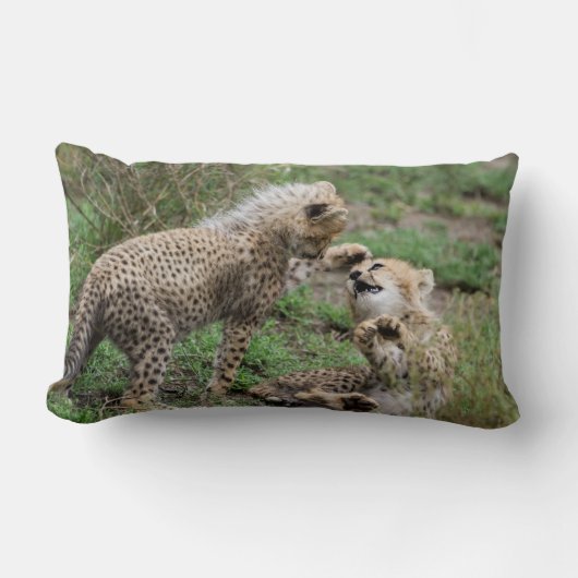 Rectangle Guépards jouant le coussin (Recto)