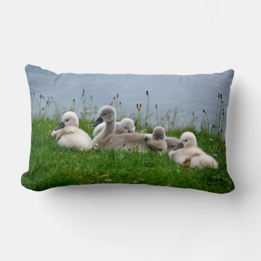 Rectangle Jeunes cygnes mignons de cygne - coussin (Recto)