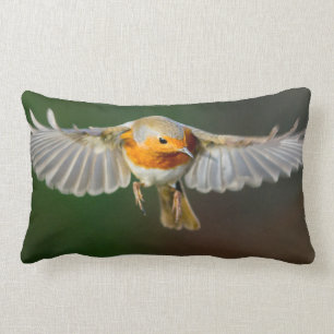Rectangle Robin planant en vol coussin