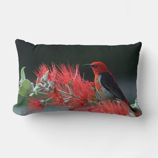 Rectangle Scarlet Honeyeater 1 Coussin (Recto)