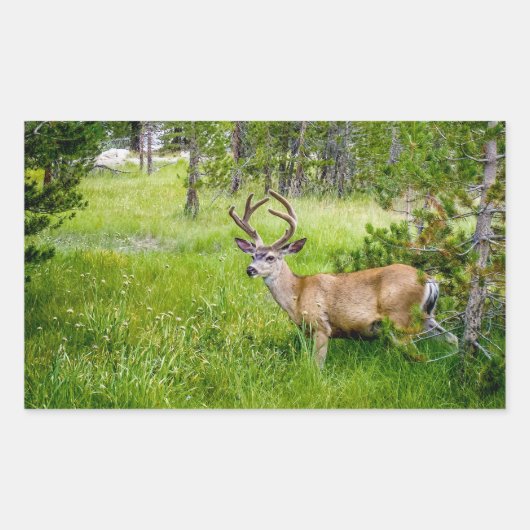 Rectangulaire Belle Buck in the Meadow Sticker (Devant)