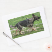 Rectangulaire berger allemand sable marche Sticker (Enveloppe)