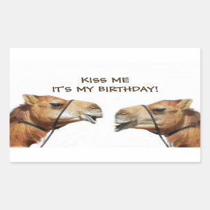 Rectangulaire Camels Kissing Funny Sticker