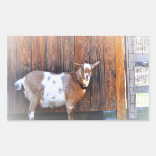 Rectangulaire Chèvre Sur Le Sticker De La Ferme