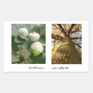Rectangulaire Sticker Acorns to Oaks