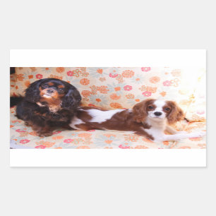 Rectangulaire Sticker deux mignons Cavalier King Charles Spaniel